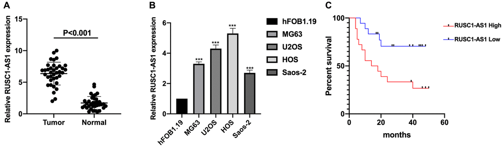 RUSC1-AS1 was upregulated in osteosarcoma samples and cell lines. (A) The expression of RUSC1-AS1 in osteosarcoma tissues and adjacent normal tissues. (B) The expression of RUSC1-AS1 in osteosarcoma cell lines MG63, U2OS, HOS and Saos-2 and osteoblast cell line hFOB1.19. (C) Kaplan-Meier curve of osteosarcoma patients with high/low RUSC1-AS1 expression. (*P **P ***P 