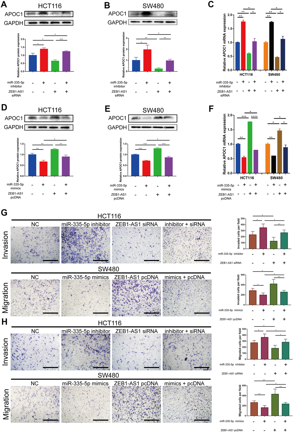 ZEB1-AS1 regulates APOC1 expression by competing for miR-335-5p to promote CRC cells invasion and migration. (A–C) miR-335-5p inhibitor abolished effects of ZEB1-AS1 downregulation on APOC1 expression in HCT116 and SW480 cells. All expression levels were detected by western blotting and RT-qPCR. Representative immunoblots and the ratios of the indicated proteins to GAPDH are presented. (D–F) ZEB1-AS1 overexpression eliminated the effects of miR-335-5p mimics on APOC1 expression in HCT116 and SW480 cells. All expression levels were detected by western blotting and RT-qPCR. Representative immunoblots and the ratios of the indicated proteins to GAPDH are presented. (G, H) miR-335-5p inhibitor rescued the effects of ZEB1-AS1 downregulation on HCT116 cell invasion and migration, and ZEB1-AS1 overexpression rescued the effects of miR-335-5p mimics on SW480 cell invasion and migration (Scale bar: 100 μm). *p 