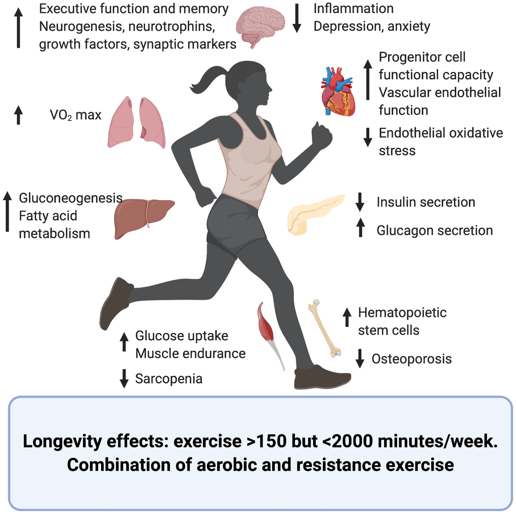 Impact of exercise on markers of B cell-related immunity: A