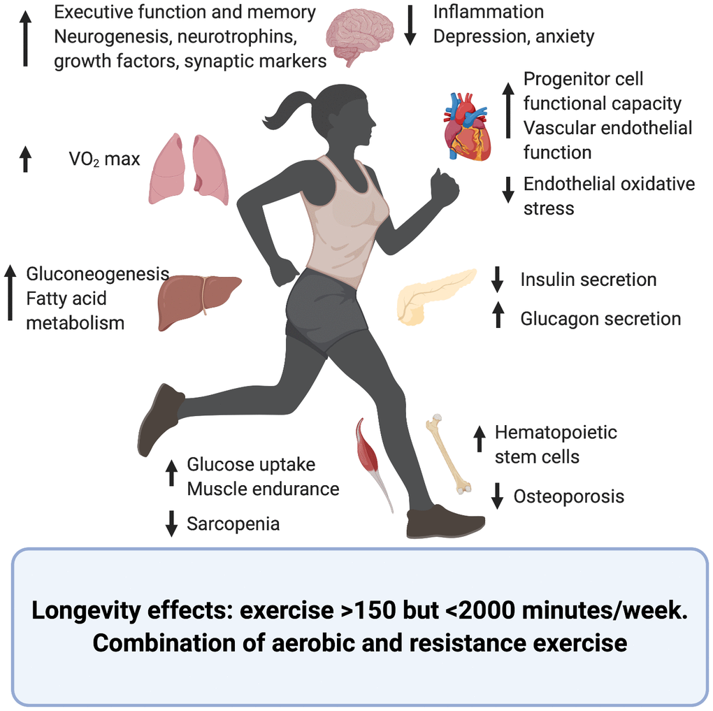 Longevity Via Exercise Amateur Attempt At Preventive Health