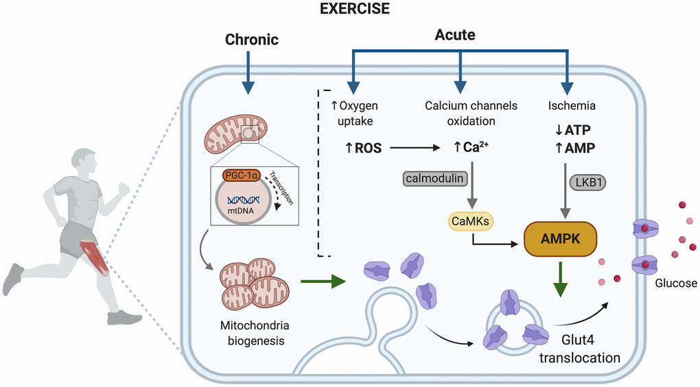 Exercise activated pathways in muscle capable of contributing to improved metabolic control in T2D. AMP, adenosine monophosphate; AMPK, AMP- activated protein kinase; ATP, adenosine triphosphate; Ca2+, divalent cation calcium; CaMKs, calcium/calmodulin dependent protein kinases; GLUT4, glucose transporter type 4; LKB1, liver kinase B1; PGC-1, peroxisome proliferator-activated receptor gamma; ROS, reactive oxygen species. Created in BioRender.