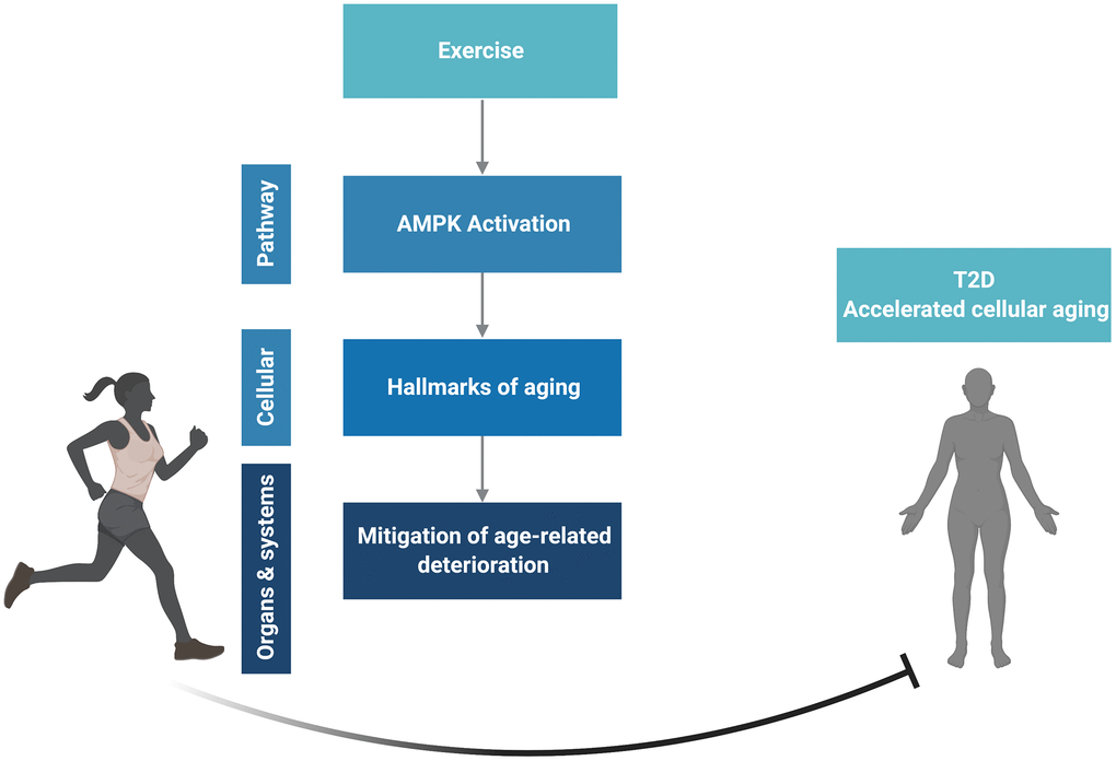 How Does Exercise Affect the Process of Aging? – Home Care