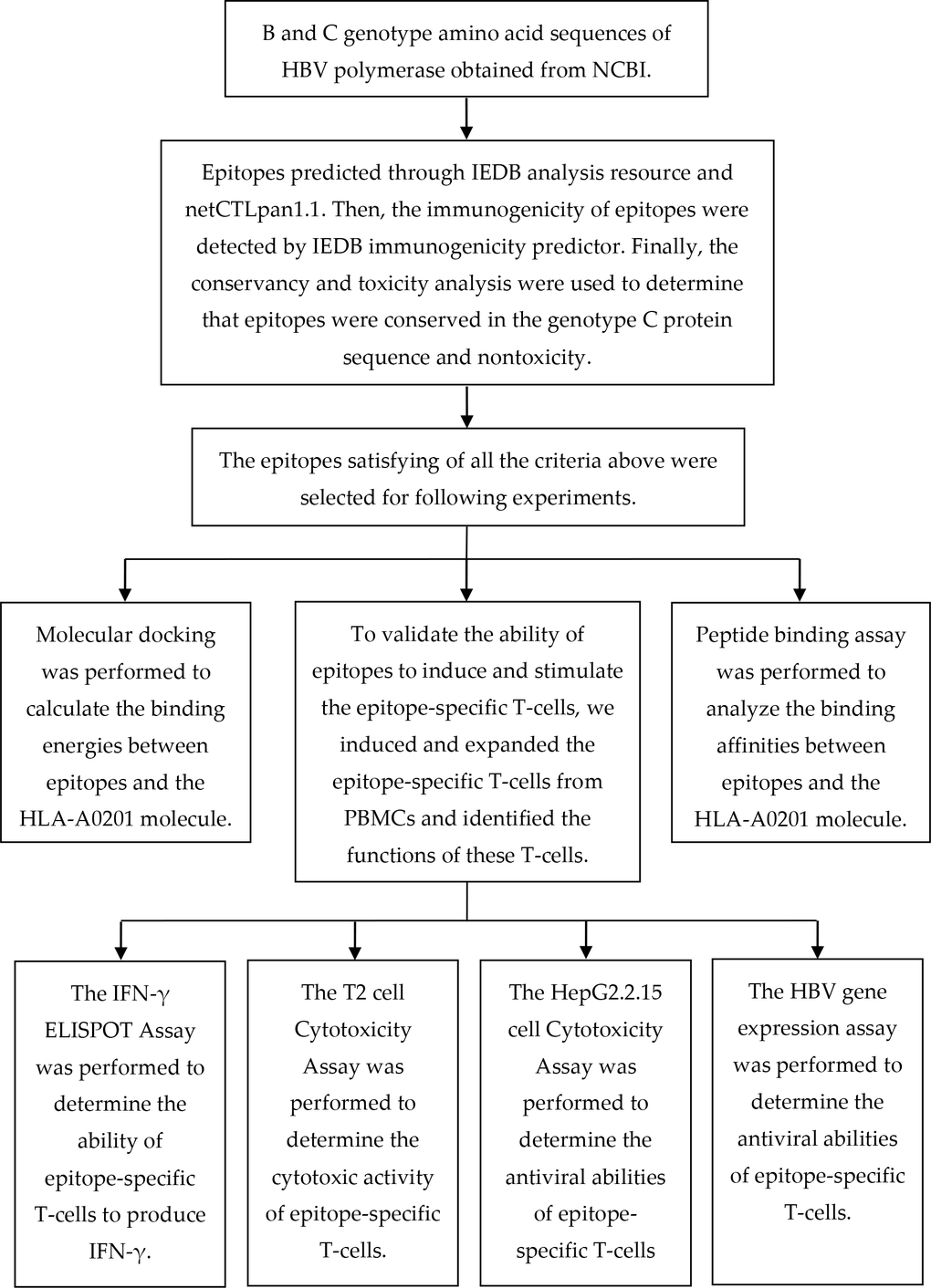 A flow chart illustrating the process of predicting and validating T-cell epitopes.