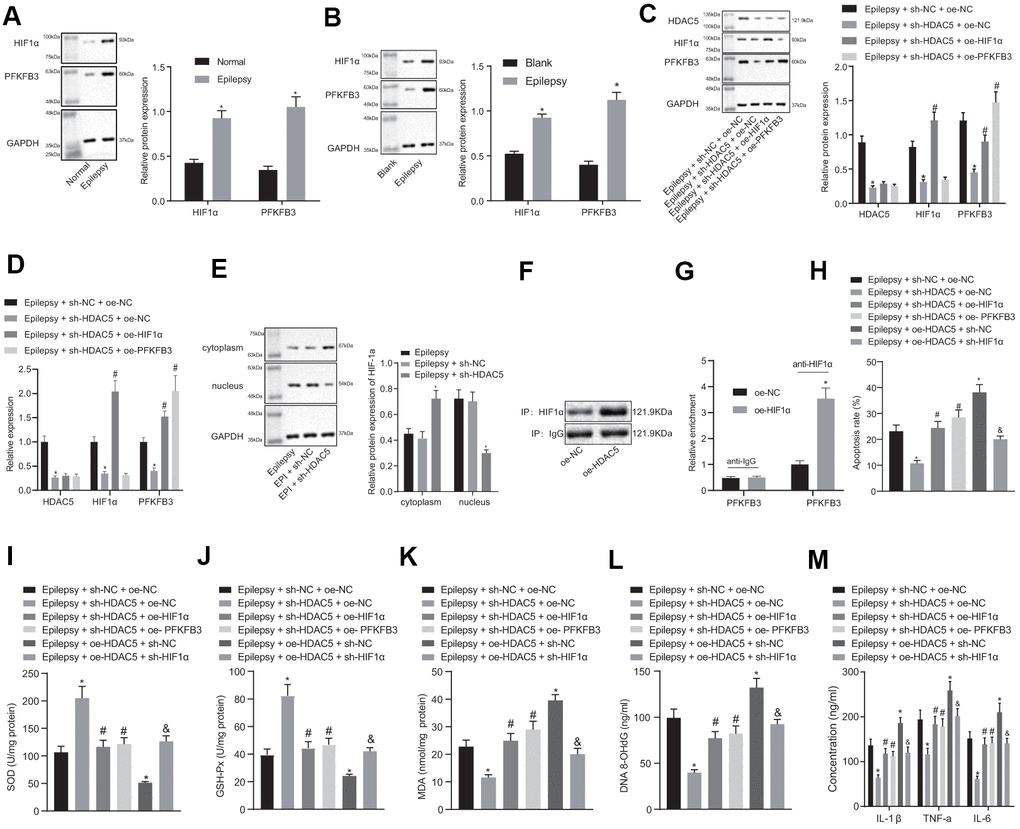 HDAC5 results in promotion of epilepsy via HIF1α and PFKFB3 upregulation in epilepsy hippocampal neurons. (A) HIF1α and PFKFB3 protein expression in mice (n = 10). (B) HIF1α and PFKFB3 protein expression in cells. (C) Protein expression of HDAC5, HIF1α, and PFKFB3 in cells. (D) mRNA expression of HDAC5, HIF1α, and PFKFB3 in cells. (E) HIF1α protein expression in the nucleus and cytoplasm. (F) IP detected the binding of HDAC5 to HIF1α. (G) CHIP detected the enrichment of HIF1α in PFKFB3 promoter. (H) Cell apoptosis determined by flow cytometry. (I) SOD levels. (J) GSH-Px levels. (K) MDA levels. (L) DNA 8-OHdG levels. (M) IL-1β, TNF-α, and IL-6 levels. * p p 