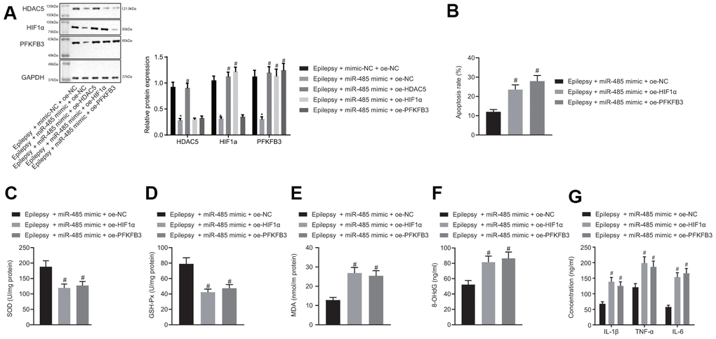 miR-485 suppresses apoptosis, oxidative stress, and inflammation through HDAC5/HIF1α/PFKFB3 upregulation in epilepsy hippocampal neurons. (A) Protein expression of HDAC5, HIF1α, and PFKFB3. (B) Cell apoptosis determined by flow cytometry. (C) SOD levels. (D) GSH-Px levels. (E) MDA levels. (F) DNA 8-OHdG levels. (G) IL-1β, TNF-α, and IL-6 levels. * p p 