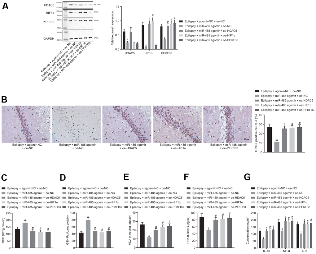 miR-485 inhibits epilepsy through HDAC5/HIF1α/PFKFB3 axis in vivo. (A) Protein expression of HDAC5, HIF1α, and PFKFB3 in the brain tissues. (B) Cell apoptosis determined by TUNEL assay (400 ×). (C) SOD levels. (D) GSH-Px levels. (E) MDA levels. (F) DNA 8-OHdG levels; (G) IL-1β, TNF-α, IL-6 levels. * p p 