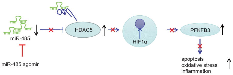 miR-485 alleviates epilepsy through inhibition of HDAC5, leading to downregulation of HIF1α and PFKFB3.