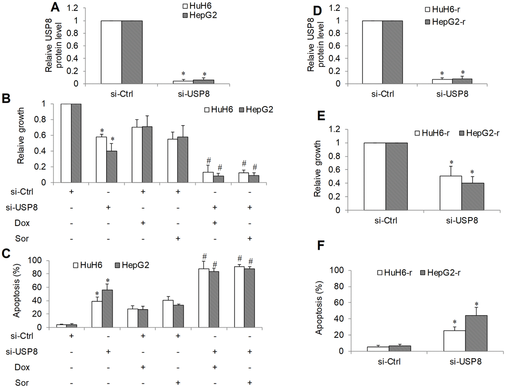 The inhibitory effects of genetic knockdown of USP8 in HCC. (A) USP8 protein level in USP8-depleted HCC cells. USP8 knockdown inhibits proliferation (B) and induces apoptosis (C) in HuH6 and HepG2 cells, and significantly enhances the efficacy of doxorubicin (Dox) and sorafenib (Sor). (D) USP8 protein level in USP8-depleted doxorubicin-resistant HCC cells. USP8 knockdown inhibits proliferation (E) and induces apoptosis (F) in HuH6-r and HepG2-r cells. Doxorubicin at 0.1 μM and sorafenib at 0.5 μM were used. Cells were harvested for USP8 protein level analysis at 48 hours post-transfection. Drugs were added to cells at 48 hours post-transfection. Cell proliferation and apoptosis were determined after 3 days treatment. *p