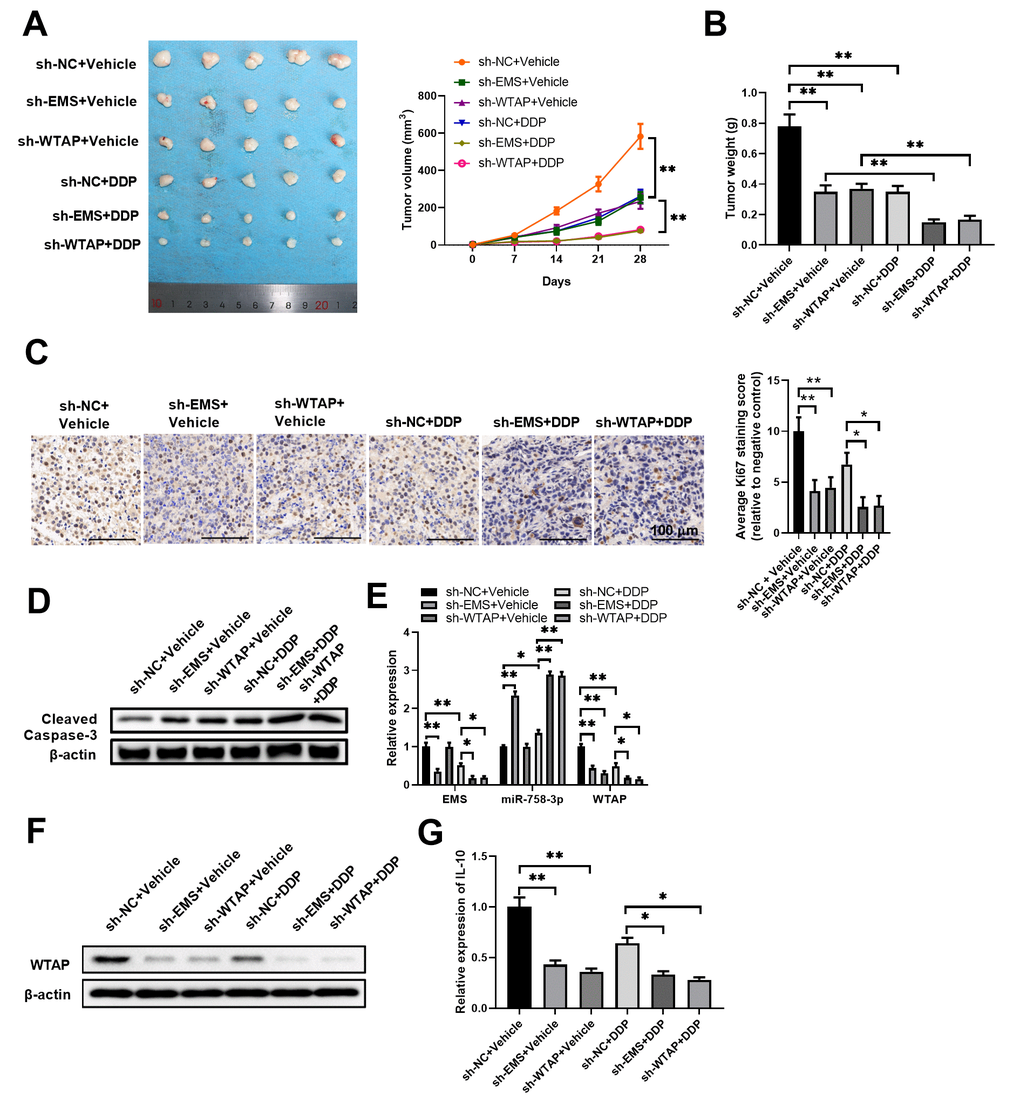 Targeted knockdown of EMS or WTAP significantly enhanced the therapeutic effects of DDP in tumor eradication. Nude mice were inoculated with EMS-silenced or WTAP-silenced ECA-109 cells and treated with DDP. Tumor growth curves (A), tumor weight (B), cell proliferation (C), and apoptosis (D) of tumor tissues, as well as the RNA/transcript levels of EMS, miR-758-3p, and WTAP (E), the protein level of WTAP (F), and mRNA levels of mouse IL-10 (G) in tumor tissues are shown. For tumor volume comparisons (A), sh-NC+Vehicle, sh-EMS+Vehicle, or sh-WTAP+Vehicle group was compared with their corresponding DDP treatment group, respectively. n=5 mice in each group, and representative data are from at least 5 experiments with similar results. n=5 for each group.