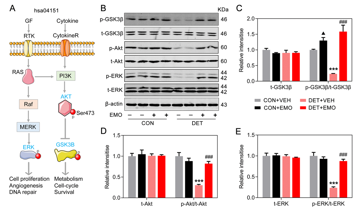 Mechanistic Insights Into The Anti-depressant Effect Of Emodin: An ...