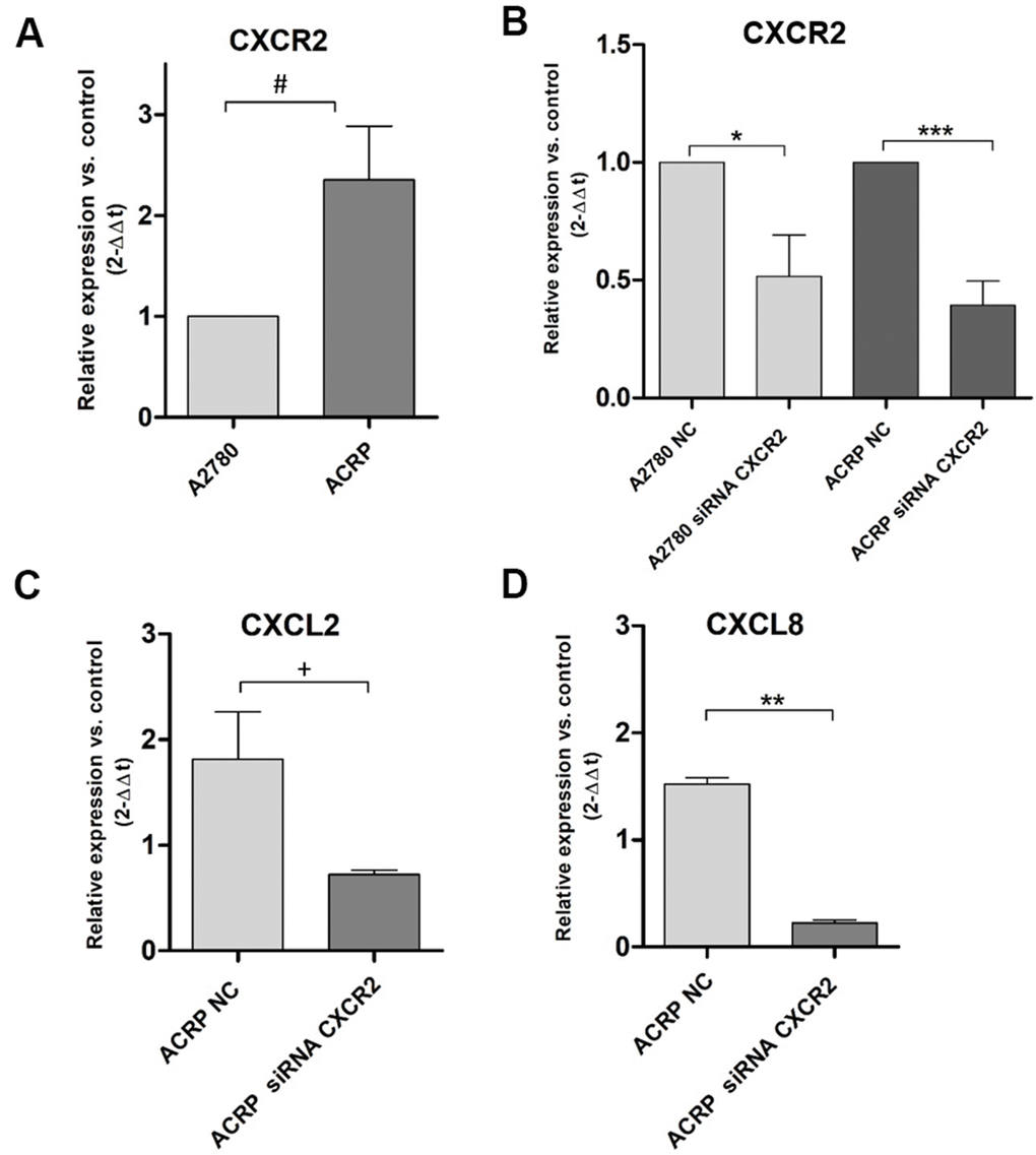 CXCR2 is overexpressed and modulates the expression of CXCL2 and CXCL8 in ACRP cells and CXCR2 KD. Transcript expression of CXCR2, CXCL2 and CXCL8 was investigated by qRT-PCR, following the protocol described in Material and Methods session, in both wild-type and CXCR2 KD (siRNA CXCR2, 10μM) A2780 and ACRP OC cells. (A) ACRP expressed 2.3-fold more CXCR2 than A2780 (#p=0.0342). (B) CXCR2 KD lead to lower expression of CXCR2 in both cell lines, however 1.3-fold less in ACRP (***p=0.001) than in A2780 (*0.0246). (C) CXCL2 expression was 2.5-fold lower in ACRP CXCR2 KD than in ACRP NC (+p=0.0362). (D) CXCL8 expression decreased by 6.5-fold comparing ACRP CXCR2 KD to ACRP NC (**p=0.0025). Differential gene expression was presented as relative expression of each gene of interest compared to control, after normalization by the expression of the housekeeping gene GAPDH and calculated by the 2-ΔΔCt method. Data were analyzed by unpaired t-Student test (p