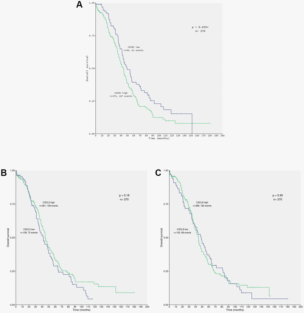 CXCR2 overexpression correlates to patients’ low overall survival carrying primary EOC. Data from 370 patients diagnosed with serous EOC were obtained from TCGA database for in silico analysis of patients’ overall survival (OS) in relation with the chemokines of interest expression by cancer cells, using the Kaplan-Meier statistical method. (A) Correlation of EOC patients, which tumor cells express low (n=95) or high (n=275) levels of CXCR2 to patients’ OS. Note that patients that carry EOC expressing high levels of CXCR2 had lower overall survival rate in comparison to the ones with low levels of the chemokines receptor (p=0.035). Moreover, overexpression of CXCR2 was identified in 74.32% of the studied patients. (B) Correlation of EOC patients, which tumor cells express low (n=109) or high (n=261) levels of CXCL2 to patients’ overall survival. No significant difference were observed with regard to CXCL2 expression by cancer cells and patients’ overall survival rate (p=0.18). However, overexpression of CXCL2 was seen in 70.54% of patients. (C) Correlation of EOC patients, which tumor cells express low (n=102) or high (n=268) levels of CXCL8 to patient’s overall survival. No significant differences were observed confronting CXCL8 expression by cancer cells to patients’ overall survival rate (p=0.95). Nonetheless, overexpression of CXCL8 was detected in 72.43% of patients. Long rank test was performed to analyse statistical difference amongst the parameters investigated.