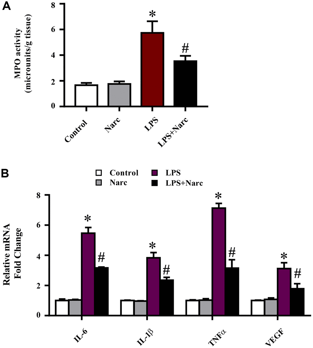 Narciclasine attenuates the LPS-induced inflammatory response in vivo. (A) Myeloperoxidase (MPO) activity was measured by an MPO assay kit. (B) The mRNA expression levels of IL-6, IL-1β, TNF-α, and VEGF in heart tissues were measured by q-PCR. n = 3 per group. The data are shown as the means ± SEM. *P #P 