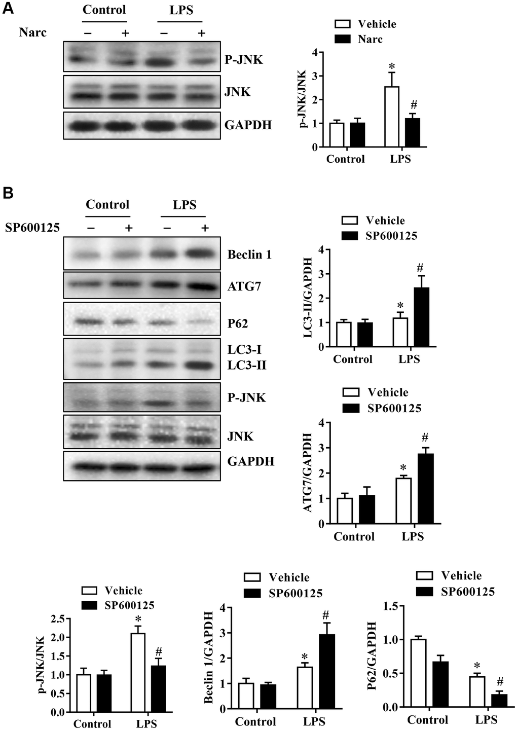 Narciclasine attenuates sepsis-induced myocardial injury by 