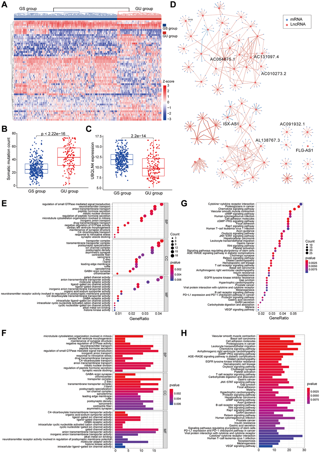 Identified and functionally interpreted genomic instability-associated lncRNAs in patients with low-grade gliomas. (A) An unsupervised clustering among 529 patients with low-grade glioma was performed based on the expression patterns of 59 candidate genomic instability-associated lncRNAs. The GS group is shown in blue on the left, whereas the GU group is shown in red on the right. (B) Box plots for somatic mutations of GS and GU groups. Cumulative somatic mutations in the GU group were significantly higher compared with those in the GS group. (C) Box plots of the expression levels of UBQLN4 in the GU and GS groups. Expression levels of UBQLN4 were significantly lower in the GU group compared with the levels in the GS group. (D) Pearson correlation coefficient analysis based genomic instability-associated lncRNA and mRNA co-expression network. (E–H) GO and KEGG functional enrichment analysis of lncRNA co-expression mRNA through.