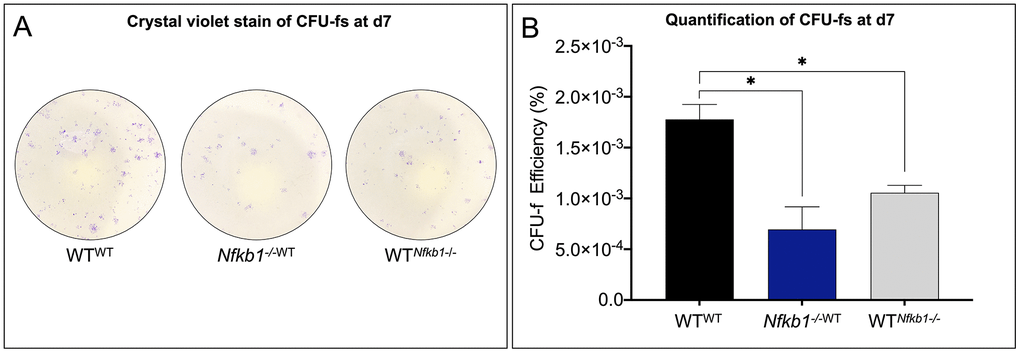 SSPC frequency declines in response to increased NF-κB-mediated inflammation. (A) SSPCs isolated from parabiosed animals six weeks post-surgery revealed that exposure to increased inflammation results in decreased SSPC number as revealed by colony forming unit (CFU) assays. (B) Nfkb1-/-WT and WTNfkb1-/- SSPCs gave rise to significantly fewer colonies than those isolated from the WTWT parabionts as revealed by CFU-f efficiency (n=3, *P 
