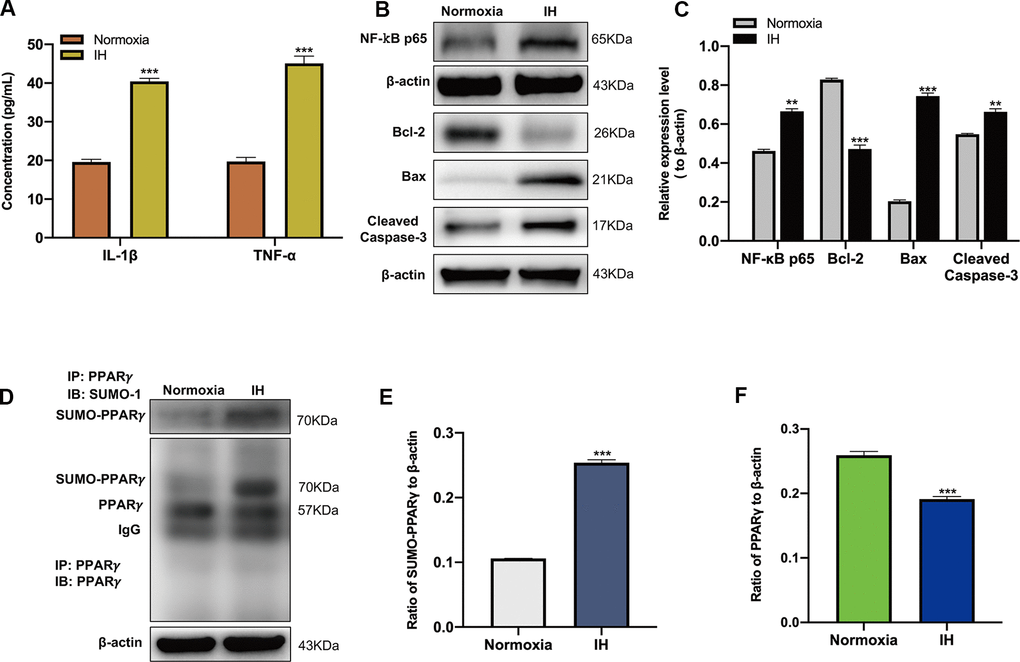 Intermittent hypoxia (IH) triggers inflammatory response, neuronal apoptosis and the SUMOylation of peroxisome proliferator-activated receptor-γ (PPARγ). (A) The expression of IL-1β and TNF-α in BV-2 cells under normoxic and IH conditions were detected using ELISA. ***p B, C) The expression of NF-κB p65 in BV-2 cells and Bcl-2, Bax, Cleaved caspase-3 in HT-22 cells were detected by western blot analysis. **p p D, E) The effects of IH on the SUMOylation of PPARγ and the level of PPARγ (D, F) were detected by co-immunoprecipitation followed by western blot analysis. ***p 