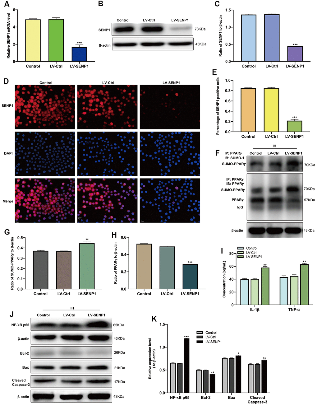 SENP1 depletion promotes the SUMOylation of peroxisome proliferator-activated receptor-γ (PPARγ) in BV-2 cells and neuronal apoptosis under intermittent hypoxia (IH) condition. (A) The qRT-PCR, (B, C) western blot analysis, and (D) cellular immunofluorescence analysis showed the downregulation of SENP1 in BV-2 cells after transfection. Untreated BV-2 cells were used as controls. Scale bar, 20 μm. ***p E) Data are presented as the percentage of SENP1 positive BV-2 cells. ***p F–H) The effects of IH on the SUMOylation of PPARγ (F, G) and the level of PPARγ (F, H) were detected by co-immunoprecipitation followed by western blot analysis. **p p I) The expression of IL-1β and TNF-α in BV-2 cells with or without SENP1 knockdown under IH condition were detected using ELISA. ***p J, K) The expression of NF-κB p65 in BV-2 cells and Bcl-2, Bax, Cleaved caspase-3 in HT-22 cells were detected by western blot analysis. *p p p 