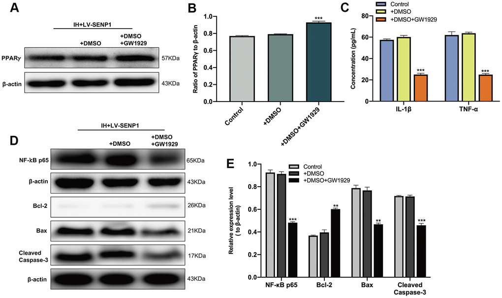 The effect of peroxisome proliferator-activated receptor-γ (PPARγ) on the inflammatory response and neuronal apoptosis under intermittent hypoxia (IH) condition. (A, B) The expression of PPARγ in BV-2 cells with SENP1 knockdown under IH condition was detected by western blot analysis. ***p C) The expression of IL-1β and TNF-α in BV-2 cells with SENP1 knockdown under IH condition were detected using ELISA. ***p D, E) The expression of NF-κB p65 in BV-2 cells and Bcl-2, Bax, Cleaved caspase-3 in HT-22 cells were detected by western blot analysis. **p p 