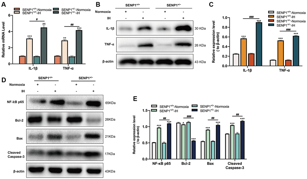 SENP1 depletion promotes the inflammatory response and neuronal apoptosis under intermittent hypoxia (IH) condition. (A–C) The expression of IL-1β and TNF-α in hippocampus under normoxic and IH conditions were detected by (A) qRT-PCR and (B, C) western blot analysis. **p p #p ##p ###p +/+-IH group. (D, E) The expression of NF-κB p65, Bcl-2, Bax, Cleaved caspase-3 in hippocampus were detected by western blot analysis. *p p ##p ###p +/+-IH group.