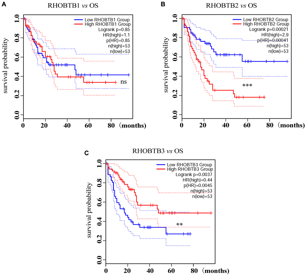 Prognostic analysis of RHOBTB gene expression in AML patients (GEPIA2). Survival analysis was performed based on the mRNA expression levels of RHOBTB1 (A), RHOBTB2 (B), and RHOBTB3 (C) and survival status in the TCGA-AML cohort (106 patients were analyzed) via GEPIA2. Kaplan-Meier (KM) curves were plotted with P-values and HRs by log-rank tests and Cox regression models. Dotted lines indicate the 95% CI. Gene expression levels were dichotomized, generating a high expression group (solid red line) and a low expression group (solid blue line), based on the median expression level of each gene as the cut-off value. OS, overall survival. HR, hazard ratio. CI, confidence interval. **P ***P 