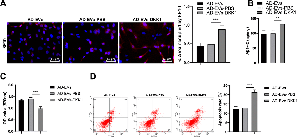Inhibition of the Wnt/β-catenin pathway impairs the therapeutic effects of BM-MSC-EVs on AD. The Wnt/β-catenin pathway inhibitor DKK1 was added to BM-MSC-EVs-treated AD neurons, with the addition of PBS as control. (A) The content of Aβ in AD hippocampal neurons was detected using immunofluorescence assay; (B) Level of Aβ1-42 in AD hippocampal neurons was detected using ELISA; (C) MTT assay was used to detect the viability of AD hippocampal neurons; (D) Flow cytometry was used to detect the apoptosis rate of AD hippocampal neurons. The experiment was repeated three times, and the data were expressed as mean ± standard deviation. Data among groups were compared using one-way ANOVA, followed by Tukey’s multiple comparisons test was used. **p p 