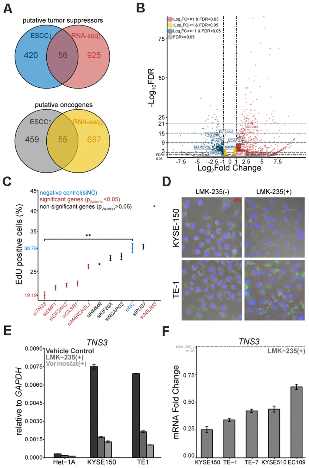 Putative oncogene TNS3 is mitigated by LMK-235. (A) Venn diagrams of the 56 putative tumor suppressors and 55 putative oncogenes. (B) Volcano plot exhibits the DEGs mediated by LMK-235, including the selected 10 genes. (C) Loss-of-function proliferation high-content based siRNA screen of the selected 10 genes. (D) Immunofluorescence of TNS3 in KYSE150 and TE-1, treated with LMK-235. Red: TNS3, Green: α-Tubulin, Blue: DAPI. Scale bar = 20 μm. (E) qRT-PCR analysis of TNS3 expression in Het-1A, TE-1, and KYSE150 cells treated with LMK-235 and Vorinostat. Data are normalized to GAPDH. (F) qRT-PCR analysis of TNS3 expression in EC109, KYSE150, KYSE510, TE-1, and TE-7 cells treated with LMK-235. Data are relative to vehicle control and normalized to GAPDH. (C, E, F). Error bar denotes SEM of three replicates.