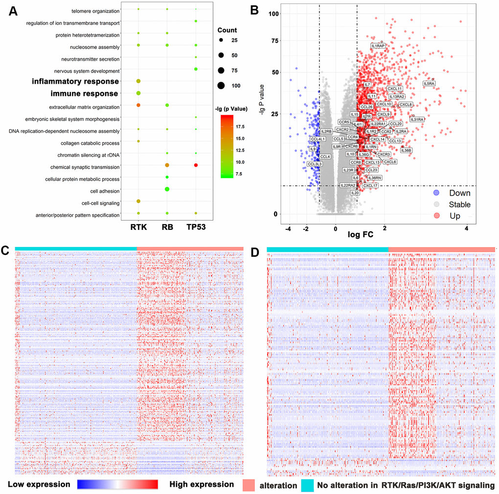RTK/Ras/PI3K/AKT pathway was strongly related to immune functions in glioma. (A) GO analysis showed that RTK/Ras/PI3K/AKT pathway was involved in immune response and inflammatory response. (B) Volcano plot display differentially expressed cytokines and chemokines according to RTK/Ras/PI3K/AKT signaling. Heat maps display the association between RTK/Ras/PI3K/AKT pathway, and most correlated gene expression in the immune response (C) and inflammatory response (D).