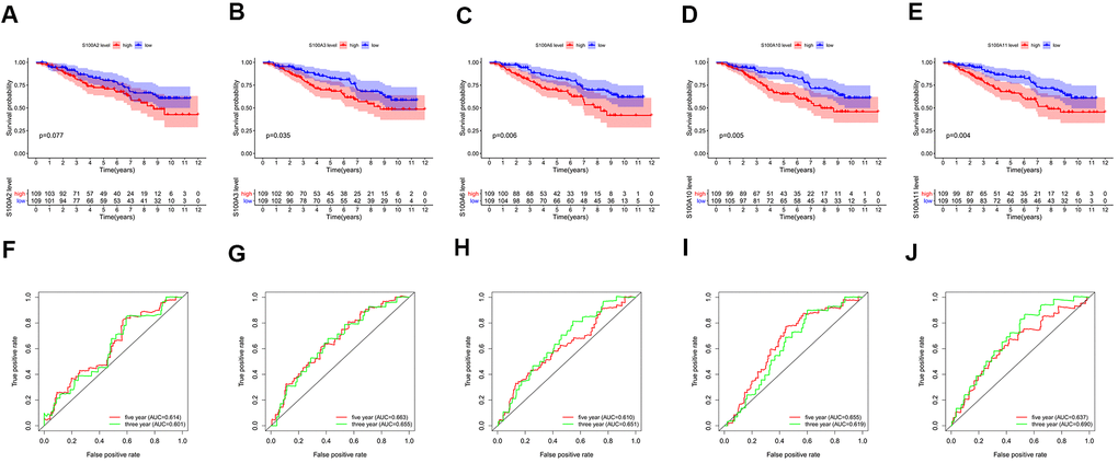 Survival analysis for high and low expression groups of prognosis-related genes: (A) S100A2, (B) S100A3, (C) S100A6, (D) S100A10, (E) S100A11. ROC curves for 3-year and 5-year survival of prognosis-related genes: (F) S100A2, (G) S100A3, (H) S100A6, (I) S100A10, (J) S100A11.