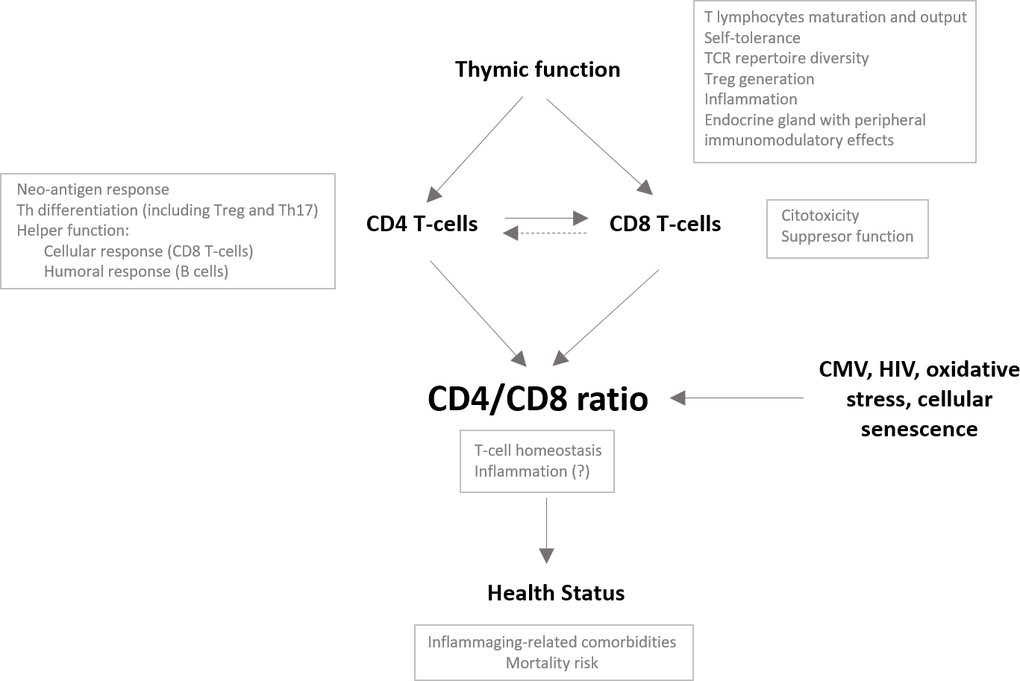 Potential role of the thymus impacting the CD4/CD8 ratio in the older population. The CD4/CD8 ratio may reflect the overall immune status in older people and hence be associated with the development of comorbidities and the risk of mortality in this population. Many factors have been described to impact the CD4/CD8 ratio. We propose a major role of the thymus and, specifically, its capacity to generate and maintain the functional capacities of both the CD4 and CD8 T-cell compartments; however, it is conceivable that, as an endocrine gland, the thymus also impacts the CD4/CD8 ratio through peripheral immunomodulatory effects. A proper adaptive immune response requires activation of CD4 T cells and their differentiation to helper cells, which will ultimately promote CD8 T cell activation. Adequate thymic output would guarantee the functionality of both T-cell subsets and may control clonal expansions of both subsets, probably favoring the maintenance of adequate relative proportions. Alternatively, dysfunctional helper activity of the CD4 T-cell pool due to reduced thymic function might contribute to the expansion and exhaustion of the CD8 T-cell compartment to compensate for the lack of response, leading to a reduction in the CD4/CD8 ratio.