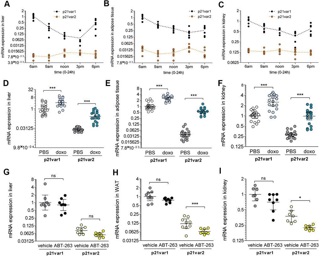 Cdkn1a variant 1 is circadian regulated, whereas variant 2 rises with senescence in vivo. (A) Cdkn1a variants expression throughout the light cycle (6 am to 6 pm) in the liver, (B) white adipose tissue and (C) kidney of 6 week-old male mice. (D–F) A cohort of 6 week-old mice were treated with doxorubicin or vehicle (n = 9-10 for either males or females, n = 9-10 for either vehicle or doxorubicin) and Cdkn1a variant levels were analyzed 6 weeks later. Results are shown for (D) liver, (E) adipose tissue and (F) kidney. (G–I) A cohort of 18 to 22 month-old mice were treated with ABT-263 or vehicle. Pooled results are shown for (G) liver, (H) adipose tissue and (I) kidney. 1-way ANOVA and Tukey post-tests were applied. * p 