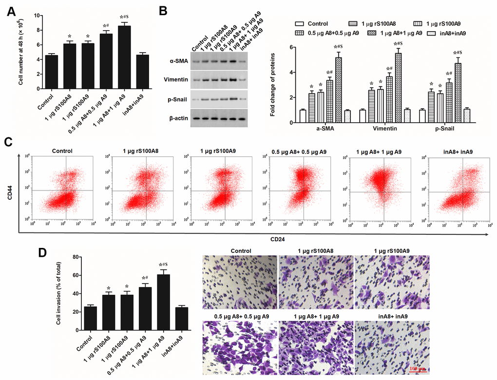 S100A8 and S100A9 promote cell proliferation, expression of EMT marker proteins, and cell invasion in primary keratinocytes. Human primary keratinocytes were treated with 1 μg of rS100A8, 1 μg of rS100A9, 0.5 μg of rS100A8 plus 0.5 μg of rS100A9, or 1 μg of rS100A8 plus 1 μg of rS100A9, heat-inactivated rS100A8/rS100A9 were applied as a negative control. After incubation for 48 h, (A) cell number, (B) expression levels of EMT marker proteins, (C) proportion of CD44+CD24- cells, and (D) cell invasion, were respectively detected with automatic cell counter, Western blotting, FACS, and Transwell migration assay. *P #P $P 