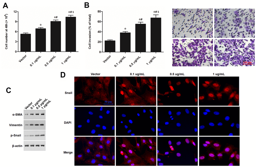 PU.1 promoted cell proliferation, invasion, and expression of EMT in human epidermal keratinocytes in vitro. Primary keratinocytes were treated with PU.1 adenoviral expression vector at amounts of 0.1, 0.5 and 1 μg. Empty adenoviral vector was applied as a negative control. After transfection for 48 h, (A) cell number, (B) cell invasion, (C) expression levels of EMT marker proteins, and (D) nuclear translocation of p-Snail were respectively detected with automatic cell counter, Transwell migration assay Western blotting, and immunofluorescence assay. *P #P $P 