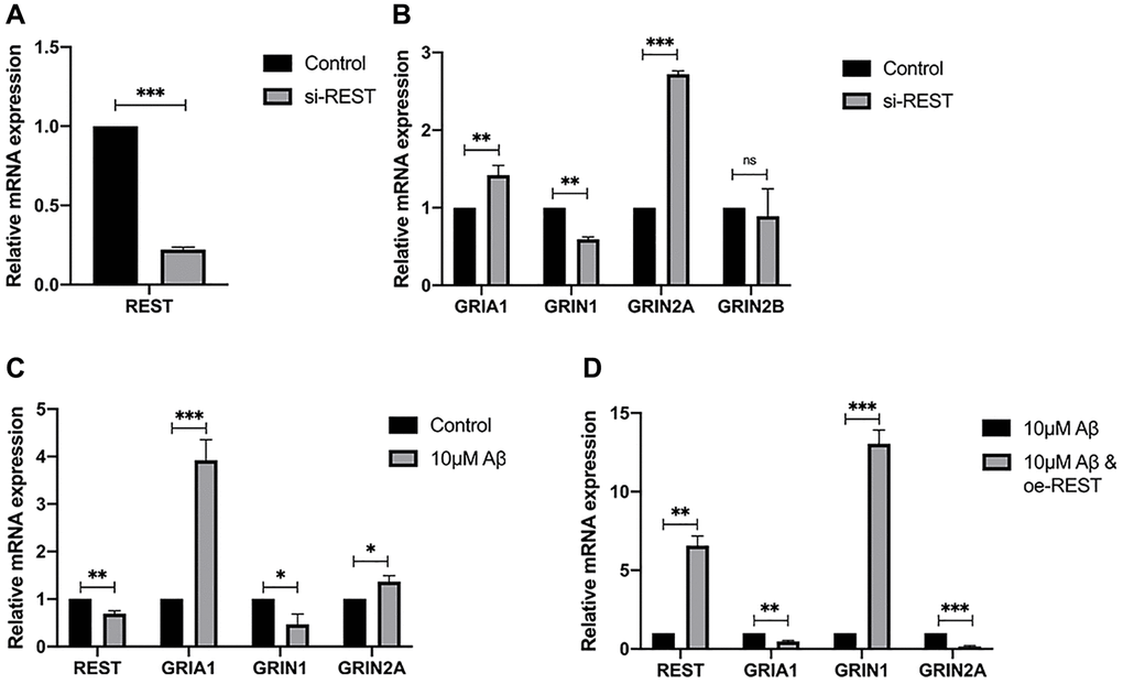 Effects of REST on the expression of synaptic genes. (A) REST was successfully knocked down in SH-SY5Y cells. n = 3. (B) REST knockdown increased GRIA1 and GRIN2A expression, while declined GRIN1 expression in SH-SY5Y cells. n = 3. (C) 10 μM Aβ increased the mRNA expression of GRIA1 and GRIN2A, and decreased GRIN1 mRNA expression. n = 3. (D) REST over-expression significantly increased the mRNA expression of GRIN1, which was decreased by 10 μM Aβ in SH-SY5Y cells. n = 3. Independent experiments were performed three times. Data are expressed as mean ± SEM. *p **p ***p 