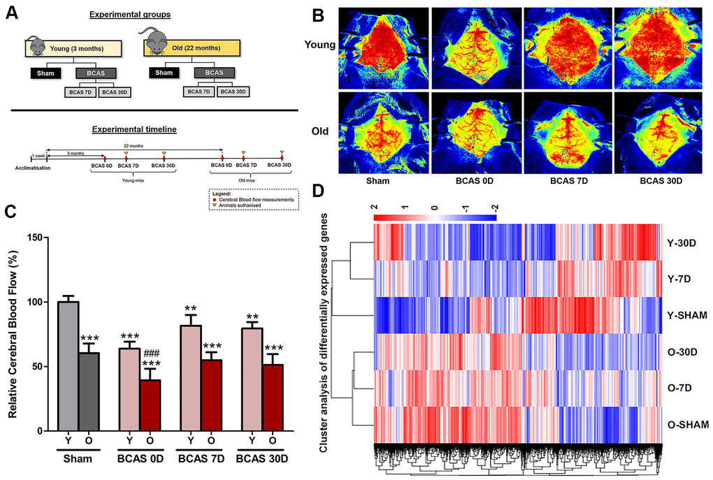Hippocampal Transcriptome Profiling Reveals Common Disease Pathways In Chronic Hypoperfusion And Aging Aging