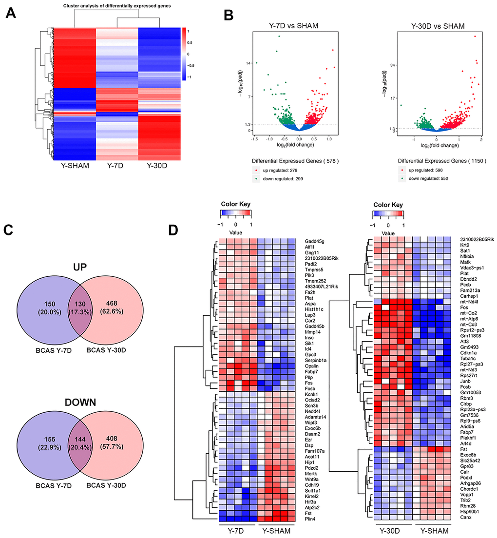 Aging Hippocampal Transcriptome Profiling Reveals Common Disease Pathways In Chronic Hypoperfusion And Aging Full Text