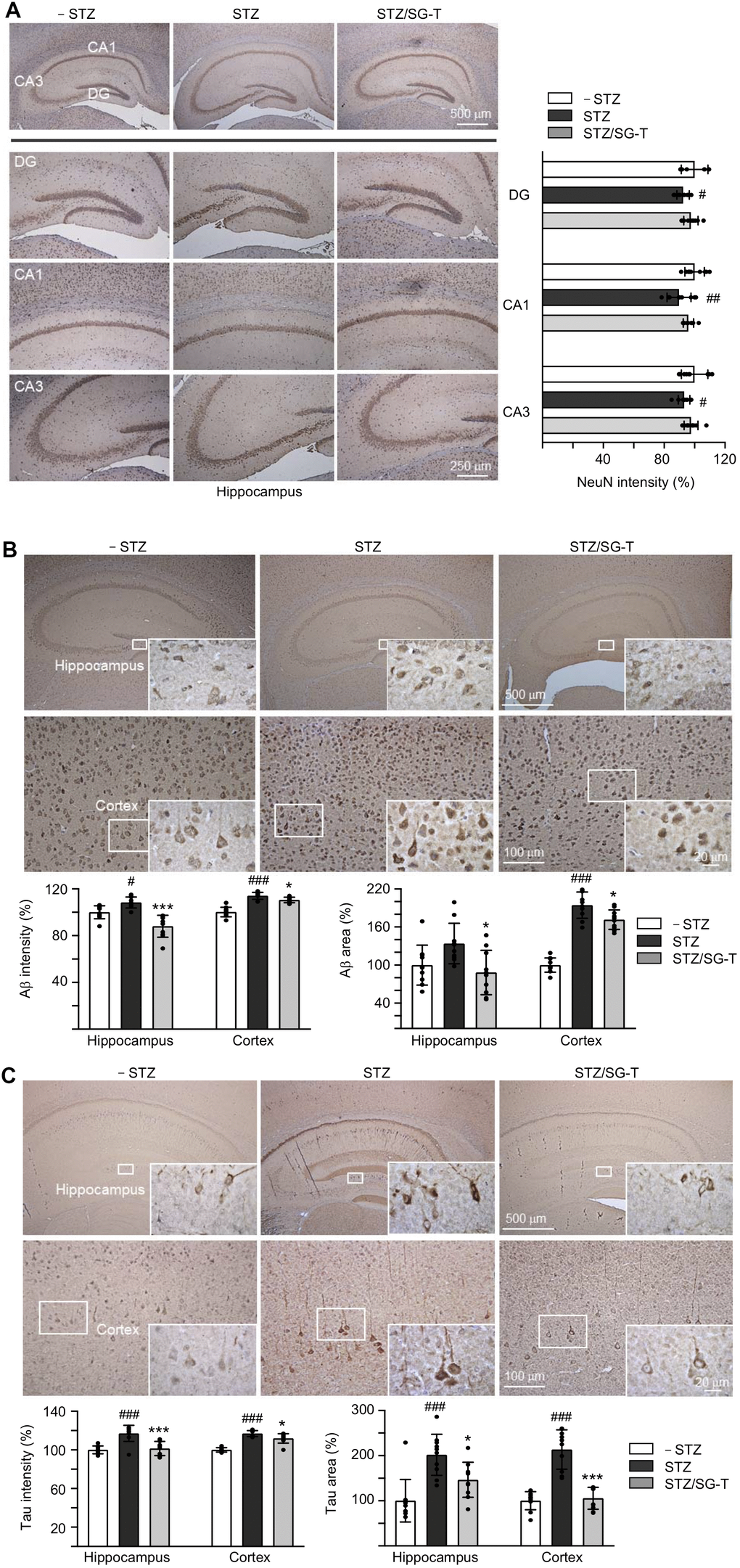 Reduction of Aβ and Tau immunoreactivity of SG-Tang in STZ-treated 3×Tg-AD mice. Mice in – STZ, STZ and STZ/SG-Tang groups received vehicle, STZ and STZ+SG-Tang, respectively during the course of the experiment. (A) Representative IHC images for NeuN and intensity quantification in the hippocampus of mice. DG, dentate gyrus; CA1 and CA3, Cornu Ammonis areas 1 and 3. (B, C) Representative IHC images for Aβ and Tau and intensity and area quantification in the hippocampus and cortex of mice. P values: comparisons between STZ vs. – STZ mice (#: P ##: P ###: P P P post hoc Tukey test).