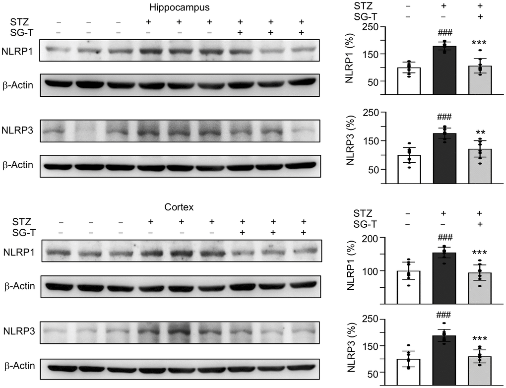 Mitigation of NLRP1 and NLRP3 expression of SG-Tang in STZ-treated 3×Tg-AD mice. Expression levels of NLRP1 and NLRP3 in hippocampus were analyzed by Western blot using β-Actin as a loading control. To normalize, the relative NLRP1 and NLRP3 of – STZ mice was set as 100%. P values: comparisons between STZ vs. – STZ mice (###: P P P post hoc Tukey test).