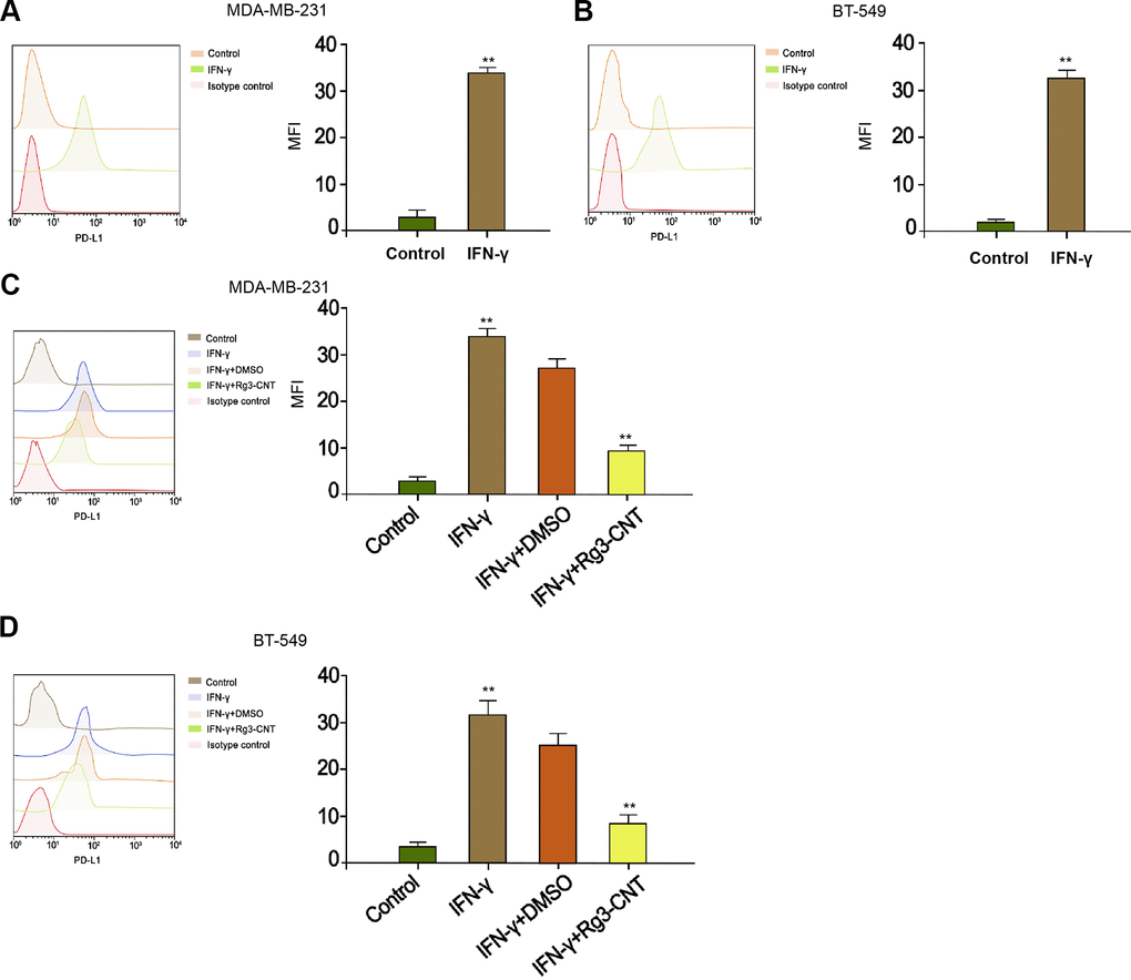 Rg3-CNT decreases the PD-L1 upregulation induced by IFN-γ in TNBC cells. (A, B) The MDA-MB-231 and BT-549 cells were treated with IFN-γ (200 ng/mL). The expression of PD-L1 was analyzed by fluorescence-activated cell sorting (FACS) in the cells. (C, D) The MDA-MB-231 and BT-549 cells were treated with IFN-γ (200 ng/mL), or co-treated with IFN-γ (200 ng/mL) and Rg3-CNT (60 μg/ml). The expression of PD-L1 was analyzed by fluorescence-activated cell sorting (FACS) in the cells. Data are presented as mean ± SD. Statistic significant differences were indicated: ** P 
