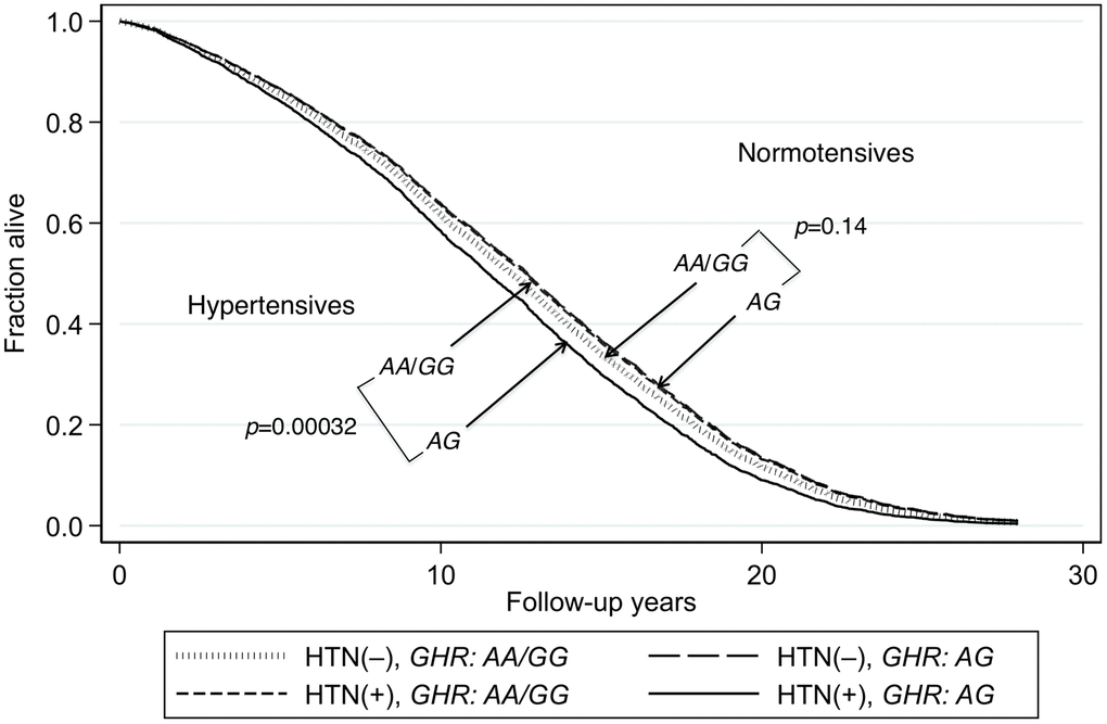 Survival curves spanning the period from baseline (1991–1993) to Dec 31, 2019 for subjects with and without hypertension according to genotypes of GHR SNP rs4130113. The survival probabilities were estimated from the Cox proportional hazard model: h(t) = h(t0) * exp(β1*Age + β2*BMI + β3*glucose + β4*hypertension + β5*GHR