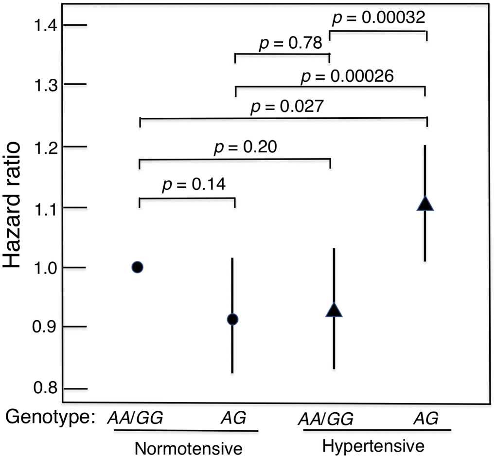 Mortality risk (hazard ratio), adjusted for age, BMI and glucose, for hypertensive subjects and normotensive subjects according to genotype of GHR SNP rs4130113 in heterozygote disadvantage model, AG vs.AA/GG. It can be seen that in men with hypertension who had a longevity-associated genotype, mortality risk was reduced to normal in that it did not differ significantly from the survival curves of normotensive men.