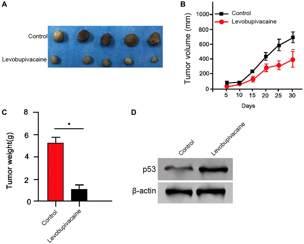 Levobupivacaine attenuates the tumor growth of NSCLC in vivo. (A–D) The effect of levobupivacaine on tumor growth of NSCLC cells in vivo was analyzed by nude mice tumorigenicity assay by injected with the A549 cells. The mice were treated with levobupivacaine (40 μmol/Kg) or equal volume saline. (A) Representative images of dissected tumors from nude mice were presented. (B) The average tumor volume was calculated and shown. (C) The average tumor weight was calculated and shown. (D) The expression of p53 and β-actin was measured by Western blot analysis in the tumor tissues of the mice. Data are presented as mean ± SD. Statistic significant differences were indicated: *P **P 