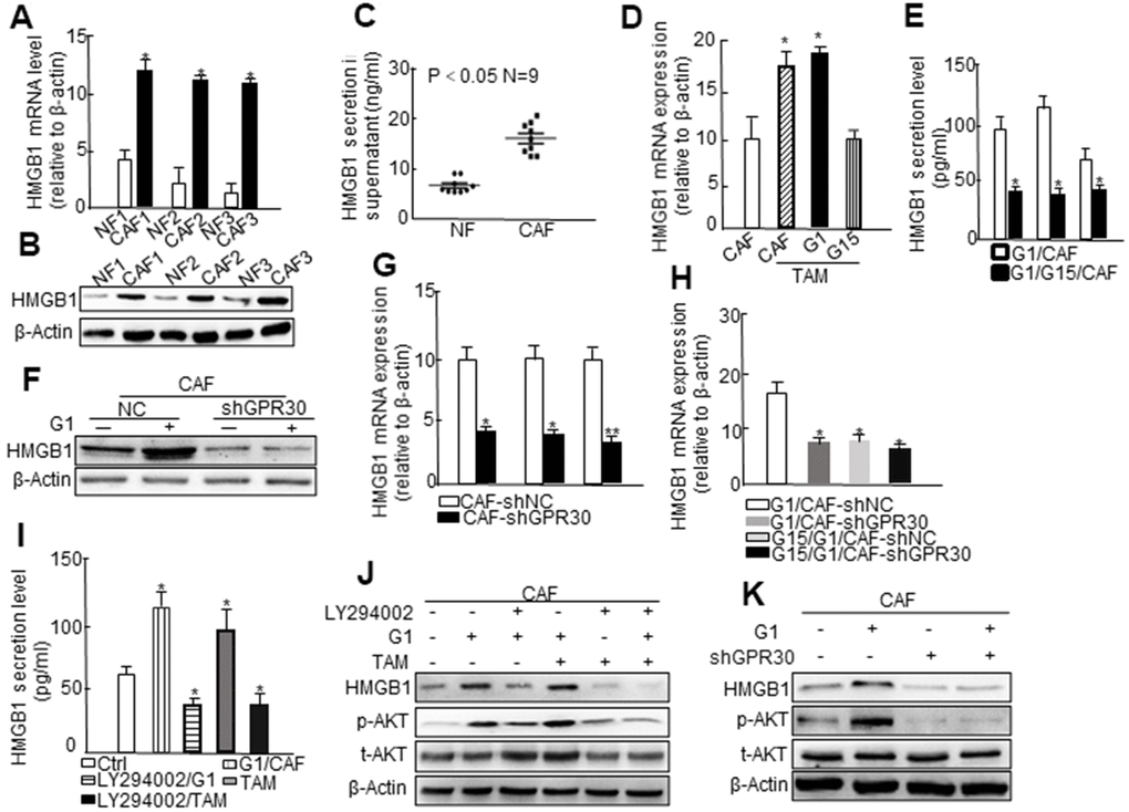 The PI3K/AKT signaling pathway is involved in GPR30-induced HMGB1 secretion in CAFs. (A) HMGB1 mRNA expression and (B) protein levels using paired fibroblasts isolated from immortalized cells and (C) HMGB1 secretion in the supernatant of nine immortalized NFs and CAFs. Treatment with G1 (1 μM) and TAM (10 nM) for 30 min, with or without pretreatment with G15 (1 μM) in CAFs, and then detection of HMGB1 mRNA (D) and secretion (E). All values are shown following normalization against the internal control β-actin (* P F) and qRT-PCR (G, H) after infection with lentivirus carrying GPR30-shRNA. Cells were cultured with CM supplemented with G1 (1 μM) or TAM (10 nM) in the presence or absence of G15 (1 μM) and LY294002 (10 μM) for 24 h, and HMGB1 was detected by ELISA (I) and western blotting (J). Total Akt and phosphorylated Akt were measured by western blot (J, K).
