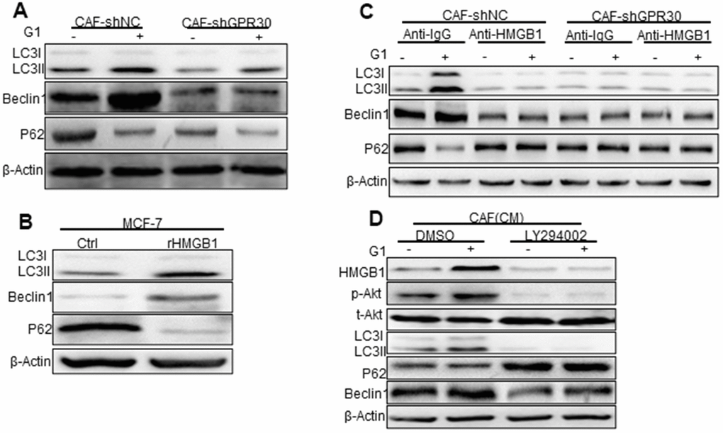 Phosphorylated Akt is involved in HMGB1-mediated autophagy. (A) The Beclin1, p62, and LC3, autophagy-related marker proteins in MCF-7 cells cultured with different conditioned medium (CM) from CAFs, (B) with recombinant HMGB1, or with (C) HMGB1 neutralizing antibody detected by western blotting. (Control: MCF-7 cells cultured with DMEM phenol red-free medium; CAF-shNC (CM): MCF-7 cells cultured with CM from CAF-shNC cells; G1+CAF-sh NC (CM): MCF-7 cells cultured with CM from CAF-shNC cells treated with G1; CAF-shGPR30 (CM): MCF-7 cells cultured with CM from CAF-shGPR30 cells; G1+CAF-sh GPR30 (CM): MCF-7 cells cultured with CM from CAF-shGPR30 cells treated with G1. *P D) Phosphorylated Akt was detected with the addition of LY294002 by western blot analysis. All experiments were independently repeated at least 3 times.