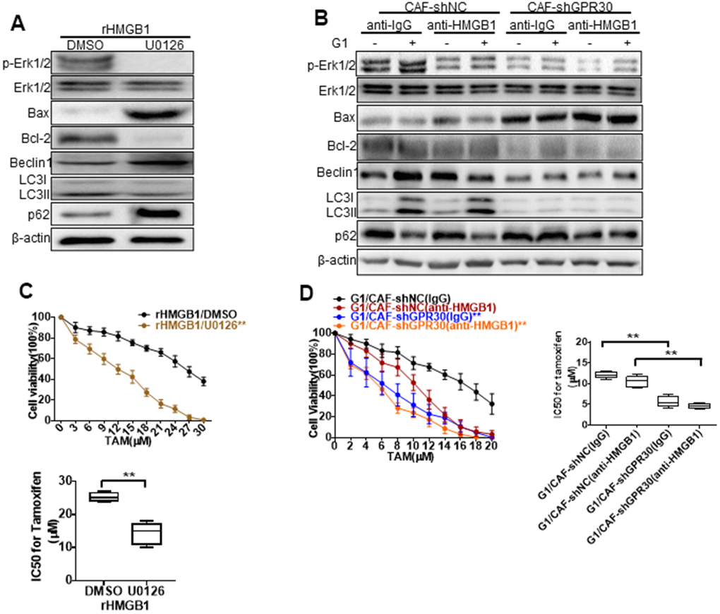 MEK/ERK is involved in autophagy and promotes apoptosis. Analysis of autophagy-related proteins (A, B) and apoptosis markers and cell viability (C, D) in MCF-7 cells pretreated with rHMGB1 and anti-HMGB1 antibody and U0126 to block ERK signal pathway. β-actin was used as a loading control. All analyses were conducted with 3 different experiments. CAF-shNC (CM): MCF-7 cells cultured with CM from CAF-shNC cells; G1+CAF-sh NC (CM): MCF-7 cells cultured with CM from CAF-shNC cells treated with G1; CAF-shGPR30 (CM): MCF-7 cells cultured with CM from CAF-sh GPR30 cells; G1+CAF-sh GPR30 (CM): MCF-7 cells cultured with CM from CAF-shGPR30 cells treated with G1.