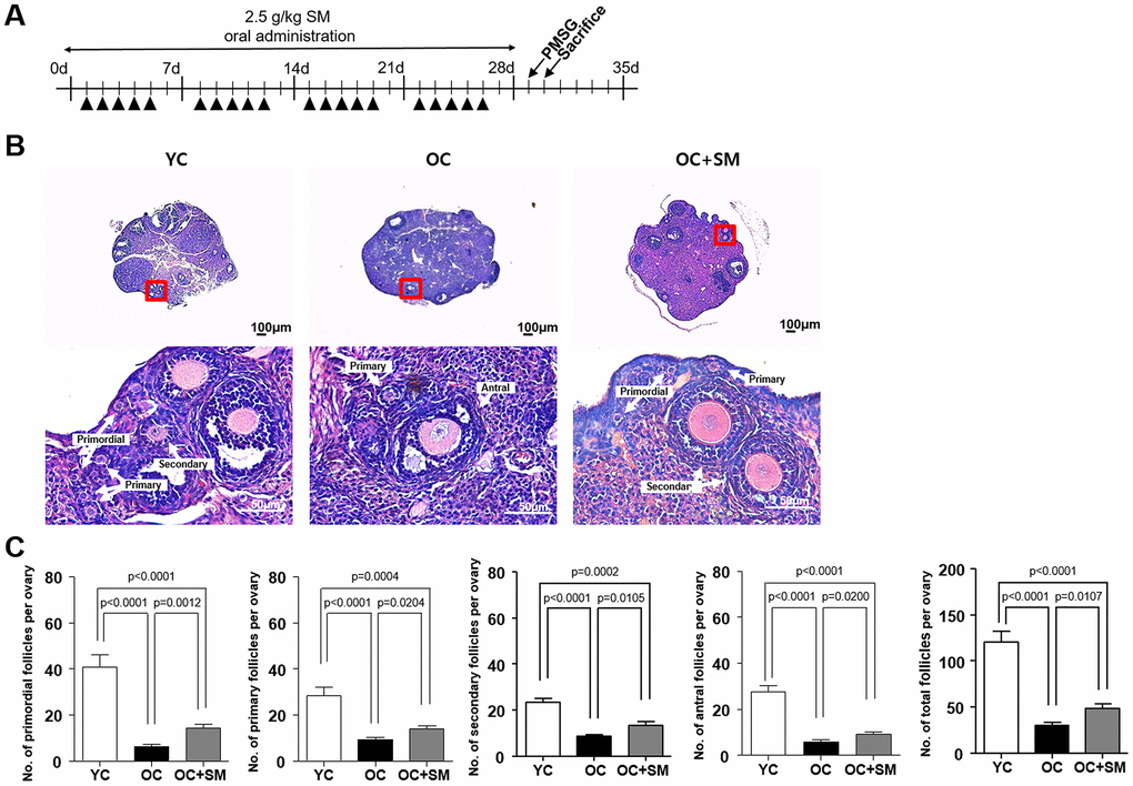 Histological analysis of ovarian follicles in mice after Samul-tang (SM) administration. (A) Eight-week-old mice were orally administered distilled water (n = 6, YC group). Forty-week-old mice were orally administered distilled water (n = 6, OC group) or 2.5 g/kg of SM (n = 7, OC+SM group) five times a week for four weeks. (B) Post SM administration, both mouse ovaries were assessed histologically. (C) Number of ovarian follicles in different stages and the total number of ovarian follicles. Data are presented as mean ± standard error of the mean. Statistical analysis was performed using the Student’s t-test.