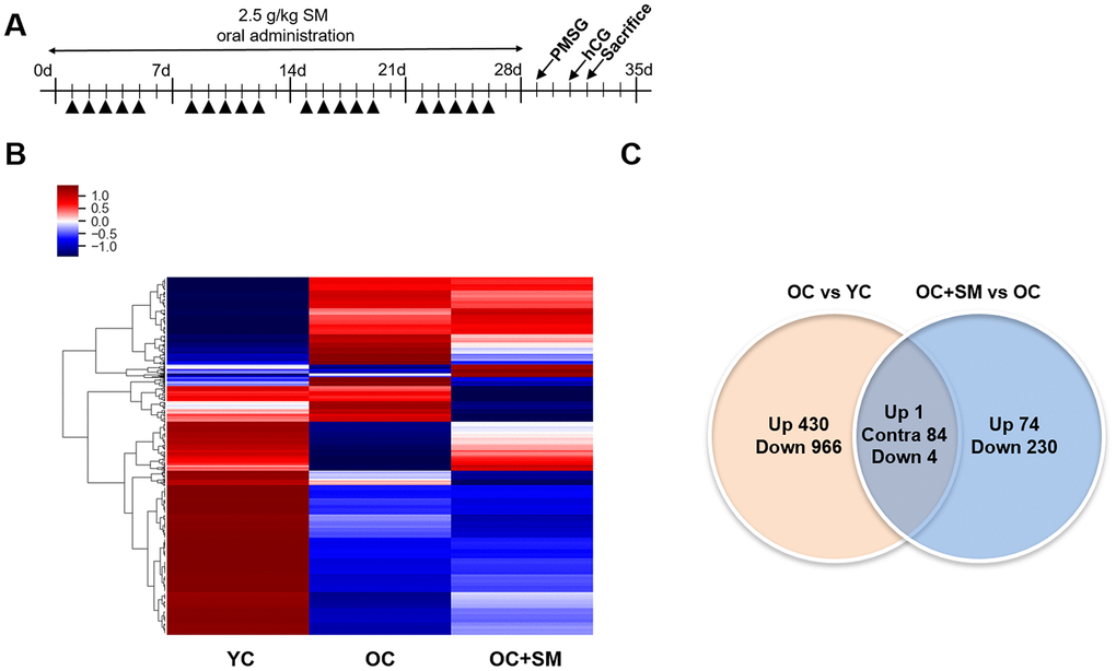 Hierarchical clustering and analysis of differentially expressed messenger RNAs (mRNAs). (A) QuantSeq 3’ mRNA analysis was performed to compare the gene expression in ovulated ovaries of YC (n = 6), OC (n = 6), and OC+SM (n = 6) mice. (B) Hierarchical clustering among the mRNA expression profiles showing 2,389 differentially expressed mRNAs in the three groups, with a fold-change >1.5 and PC) Venn diagram presenting the numbers of differentially expressed mRNAs between OC vs. YC and OC+SM vs. OC pairs. YC: 8-week-old control mice; OC: 40-week-old mice; OC+SM: 40-week-old mice orally administered Samul-tang. Up, upregulated genes between compared sets; Contra, contraregulated genes between compared sets; Down, downregulated genes between compared sets.