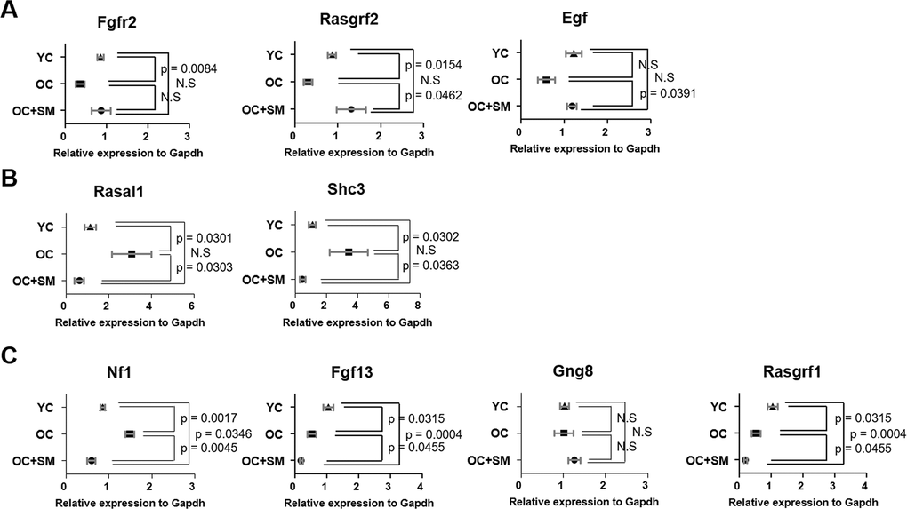 Validation of expression of differentially expressed mRNAs involved in ovarian function. Quantitative polymerase chain reaction was performed to validate the expression of Fgfr2, Rasgrf1, Egf, Rasal1, Sch3, Nf1, Fgf13, Gng8, and Rasgrf2 in the ovaries of YC, OC and OC+SM mice. (A) Aging-induced downregulated expression of Fgfr2, Rasgrf2 and Egf were restored with SM administration. (B) Aging-induced upregulated expression of Rasal1 and Sch3 were restored with SM administration. (C) Expression of Nf1, Fgf13, Gng8, and Rasgrf1 were changed by SM administration in OC mice. Data are presented as mean ± standard error of the mean. Statistical analysis was performed using the Student’s t-test. YC: 8-week-old control mice; OC: 40-week-old mice; OC+SM: 40-week-old mice orally administered Samul-tang.