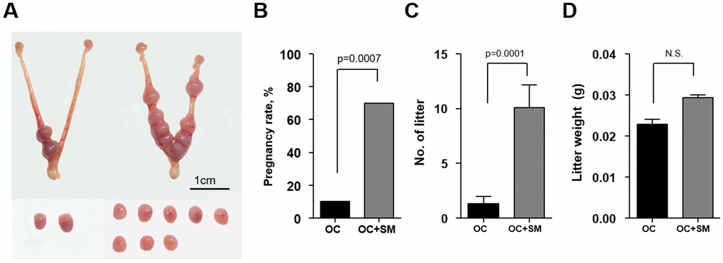 In vivo implantation potential after Samul-tang (SM) administration. Forty-week-old mice were orally administered distilled water (n = 20, OC group) or 2.5 g/kg of SM (n = 10, OC+SM group) five times a week for four weeks. Post SM administration, the mice were superovulated via hormonal stimulation and mated with fertile males. (A) At 9.5 days post coitum (dpc), the uterus from mice of both the groups was collected to assess the implantation potential. (B) Pregnancy rates. (C) Number of litters. (D) Weight of litters. Data are presented as mean ± standard error of the mean. Statistical analysis was performed using the Student’s t-test. The significance of difference in pregnancy rates was determined using Fisher’s exact test.