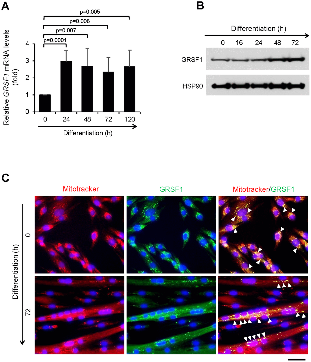 Expression of GRSF1 across myogenesis. (A) RT-qPCR analysis of GRSF1 mRNA levels in proliferating (0 h) and differentiating (24-120 h) human myoblasts; n=3. GRSF1 mRNA levels were normalized to the levels of GAPDH mRNA. (B) Western blot analysis of the levels of GRSF1 at the indicated times during differentiation; n=2. (C) Immunofluorescence detection of GRSF1 (green) and mitochondria (red) in proliferating myoblasts and differentiating myotubes. Arrowheads indicate GRSF1 signals; n=3. Scale bar, 50 μm.
